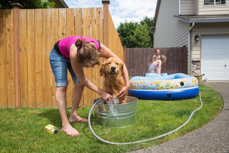 Dog bath stock photo. Image of hose, water, retriever 42254300