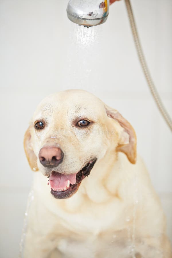 Dog in bathroom stock photo. Image of hygiene, indoor 36686972