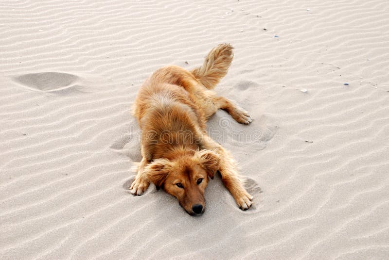 Dog on the beach