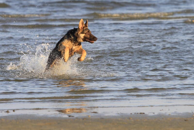 Dog at the beach