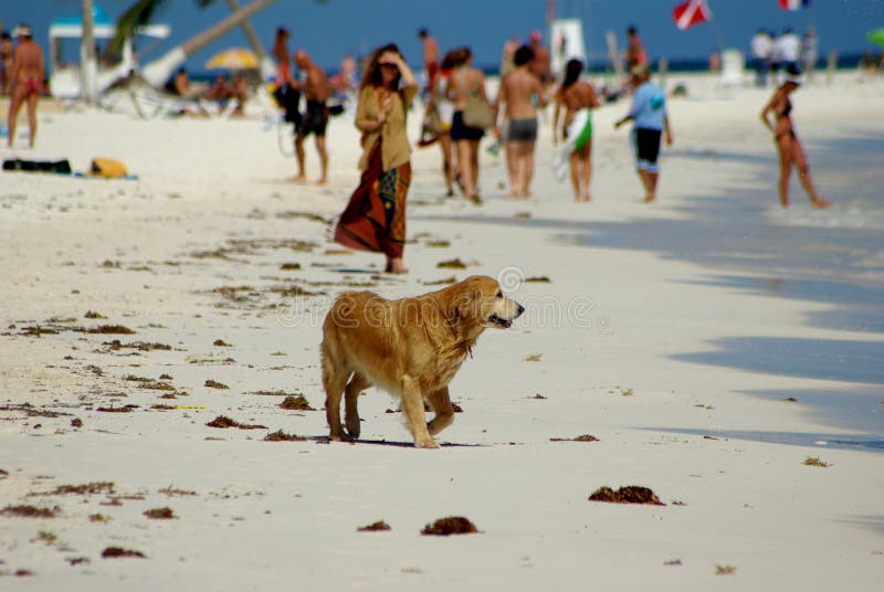 Dog at the beach