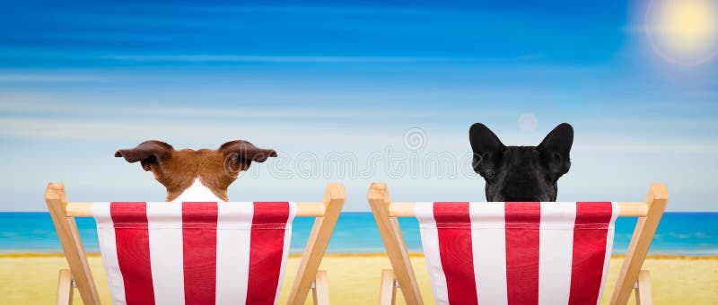 Dog beach chair in summer