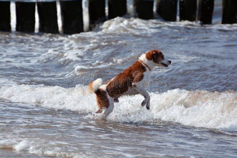 Dog on the beach