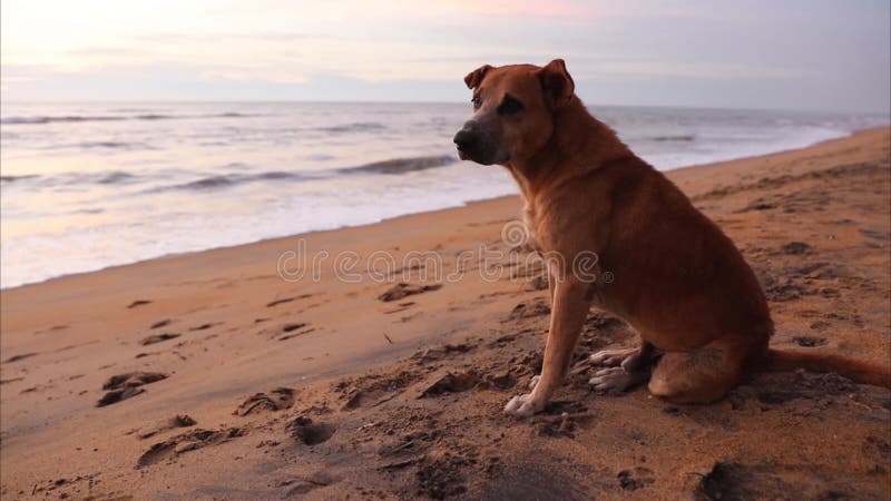 Dog on the beach