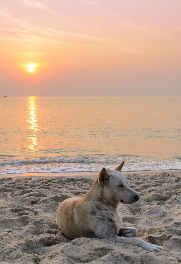 Dog on the Beach at Sunrise Stock Image Image of background, view 55713731