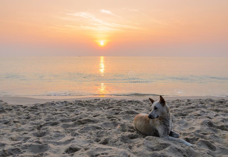Dog On The Beach At Sunrise Stock Image Image of background, view 55713731