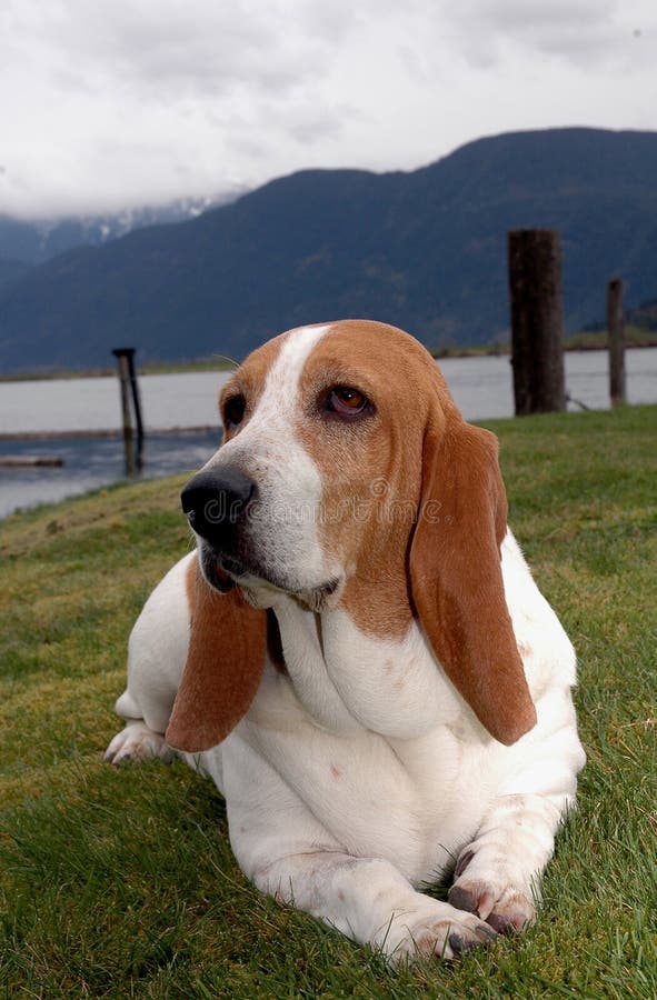 Download Dog - beagle stock photo. Image of breed, doggy, head, face - 112682