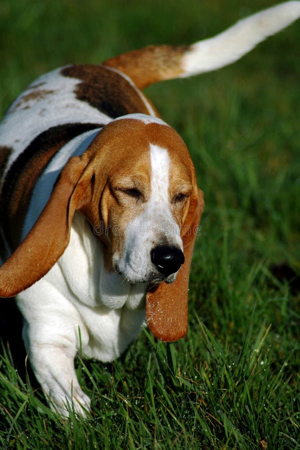Dog - Beagle 2