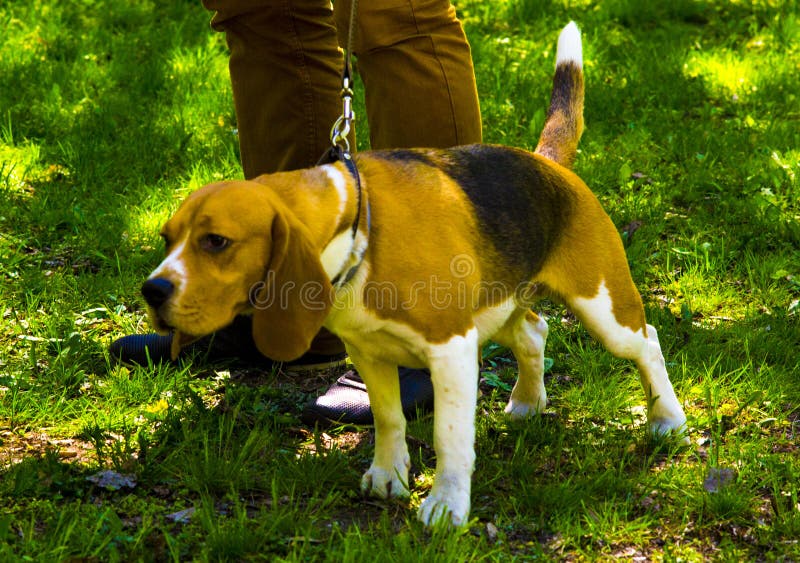 Dog Beagle. Beagle Puppy Sitting on Green Grass Stock Photo Image of