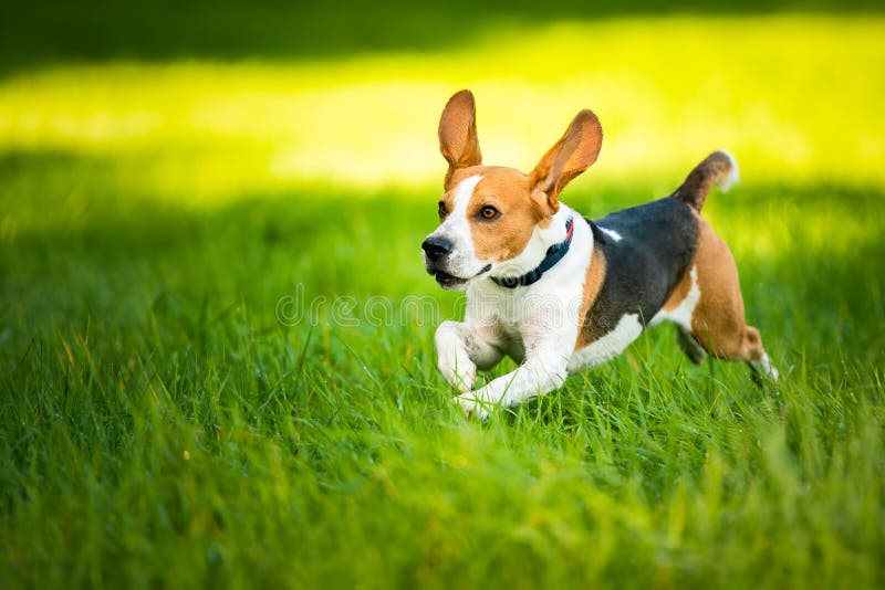 Dog Beagle running fast and jumping with tongue out through green grass field in a spring royalty free stock photos