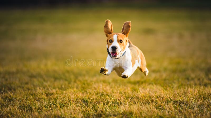 Dog Beagle running fast and jumping with tongue out through green grass field in a spring royalty free stock photo