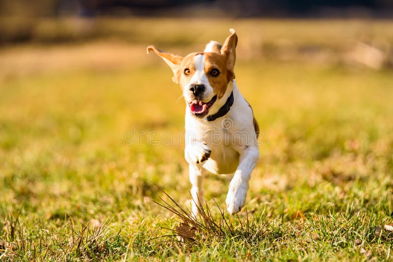 Dog Beagle running fast and jumping with tongue out through green grass field in a spring stock photo