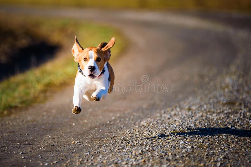 Dog Beagle running fast and jumping with tongue out on the rural path royalty free stock photography