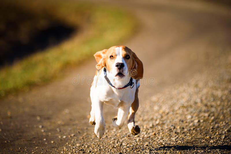 Dog Beagle running fast and jumping with tongue out on the rural path royalty free stock photos