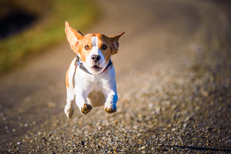 Dog Beagle running fast and jumping with tongue out on the rural path stock photos