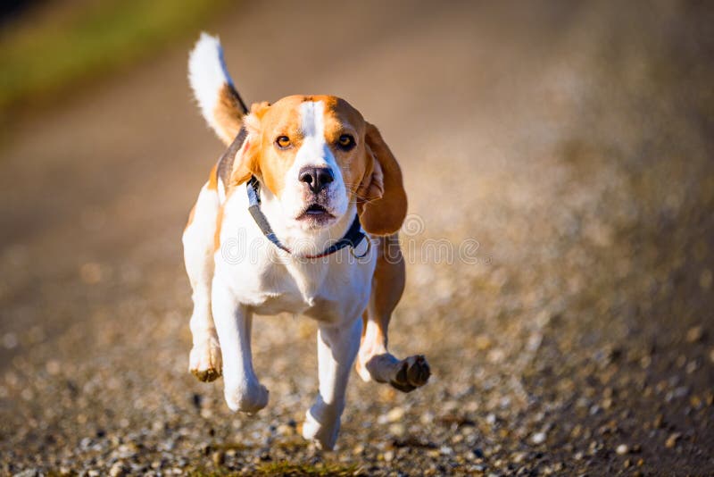 Dog Beagle running fast and jumping with tongue out on the rural path royalty free stock photos
