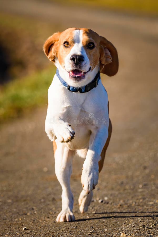 Dog Beagle running fast and jumping with tongue out on the rural path royalty free stock photography