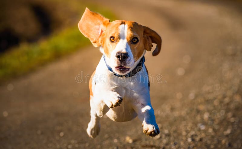 Dog Beagle running fast and jumping with tongue out on the rural path royalty free stock photos