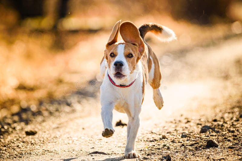Dog Beagle running fast and jumping with tongue out on the rural path stock photography