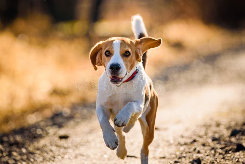 Dog Beagle running fast and jumping with tongue out on the rural path royalty free stock photo