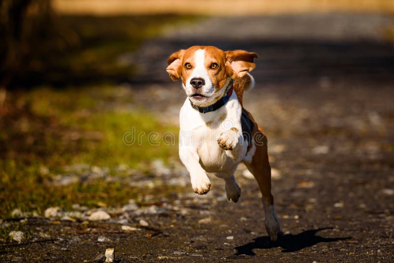 Dog Beagle running fast and jumping with tongue out on the rural path stock images