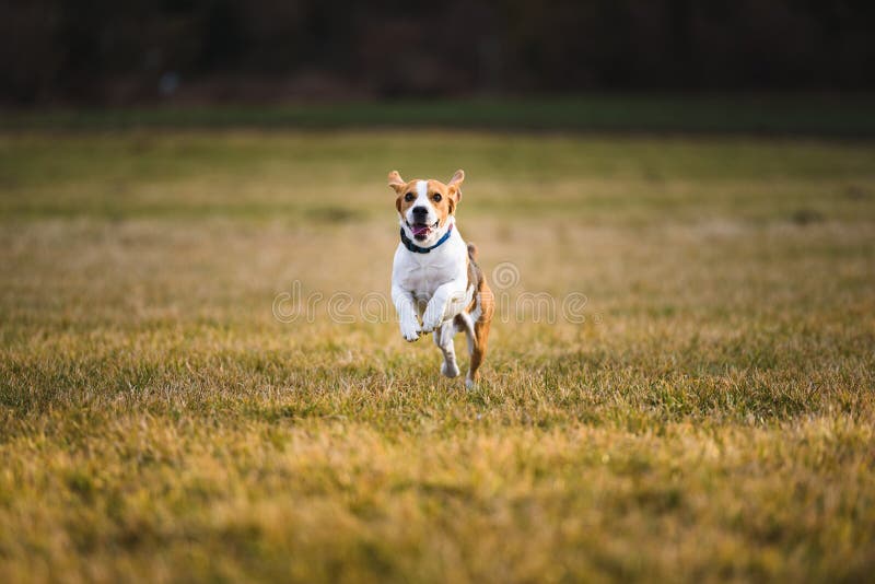 Dog Beagle running and jumping with tongue out royalty free stock photos