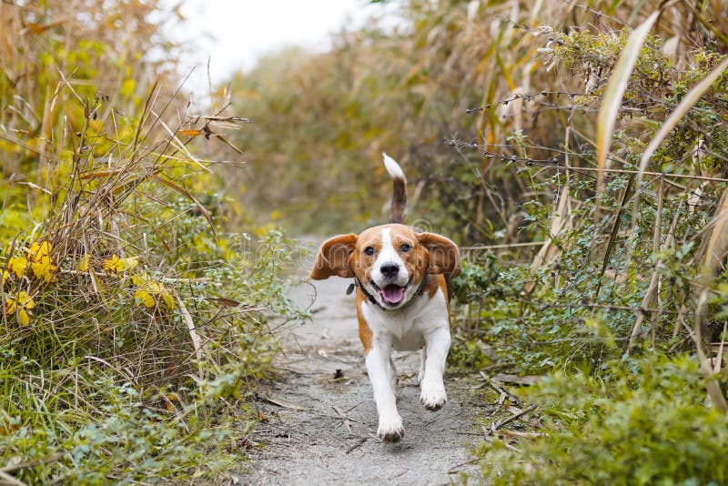 Dog Beagle running and jumping through yellow grass in a forest royalty free stock photography