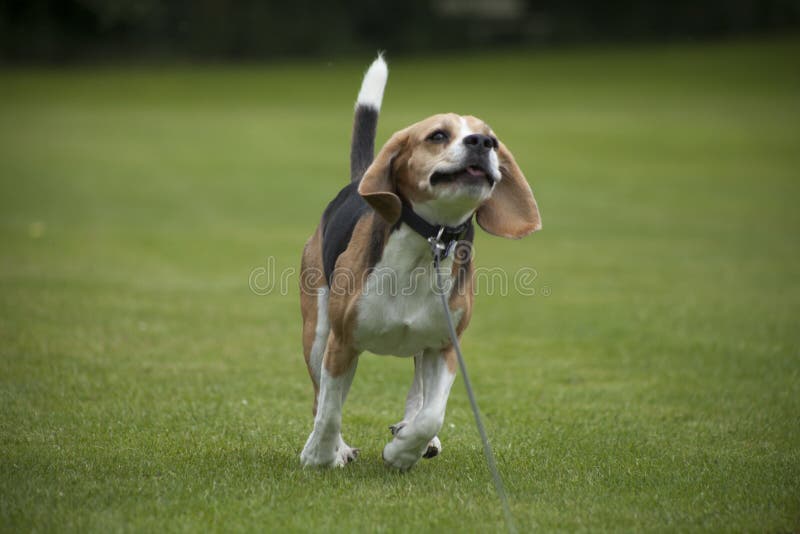Dog beagle running outdoor in a park royalty free stock image