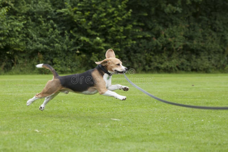 Dog beagle running outdoor in a park royalty free stock images