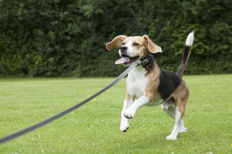 Dog beagle running outdoor in a park stock images