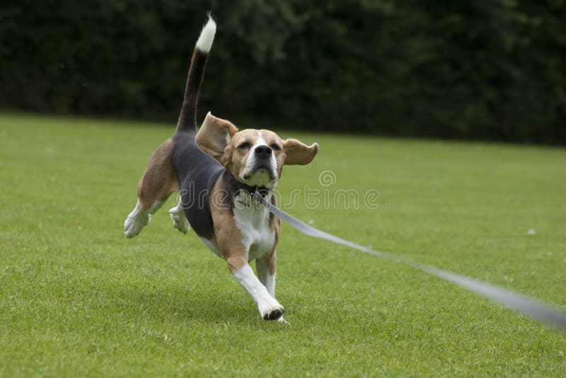 Dog beagle running outdoor in a park stock photo