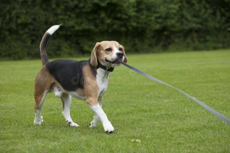 Dog beagle running outdoor in a park royalty free stock photography