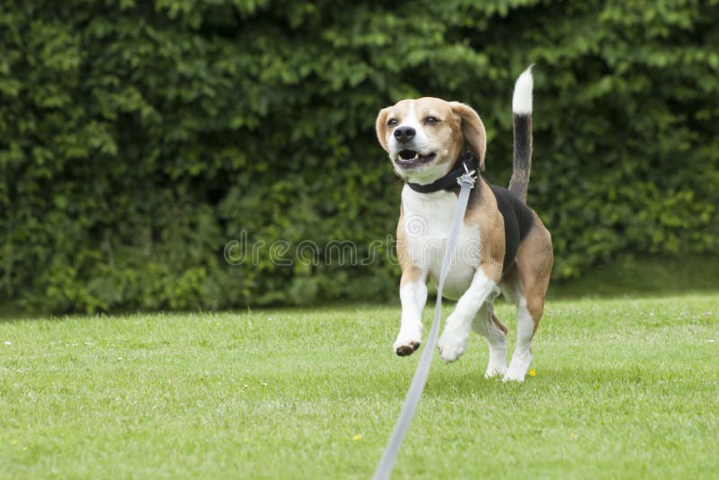 Dog beagle running outdoor in a park stock images