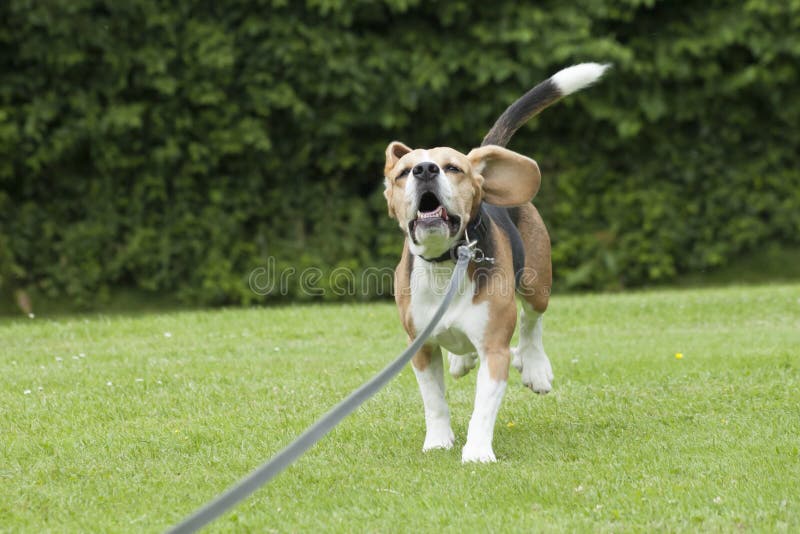 Dog beagle running outdoor in a park royalty free stock photography