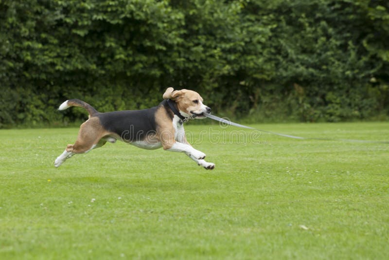Dog beagle running outdoor in a park royalty free stock image