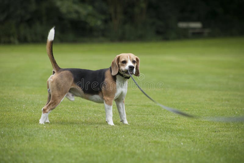Dog beagle running outdoor in a park stock images