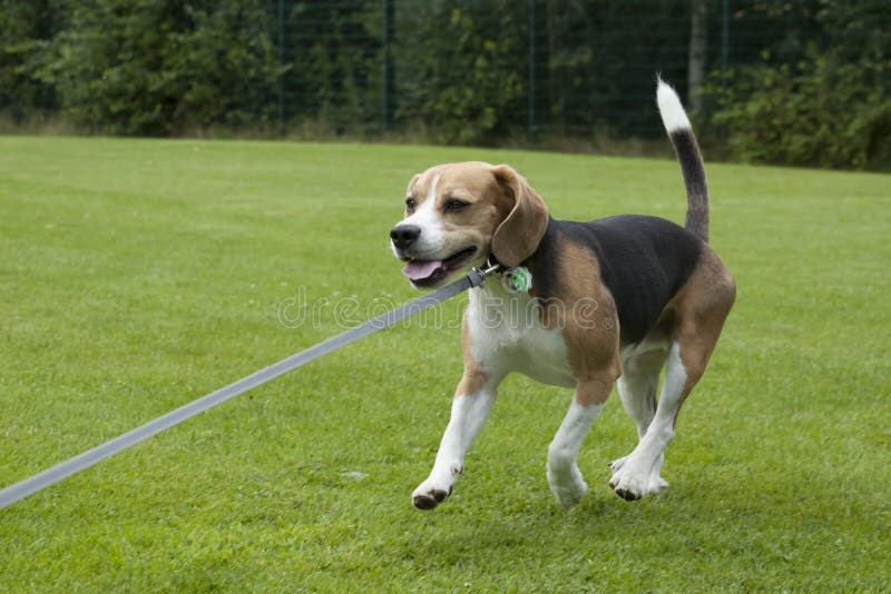 Dog beagle running outdoor in a park stock photos