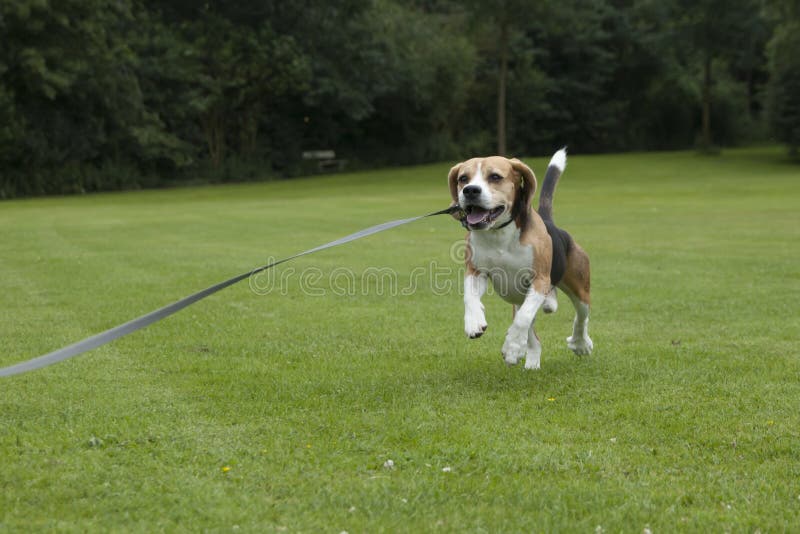 Dog beagle running outdoor in a park royalty free stock image