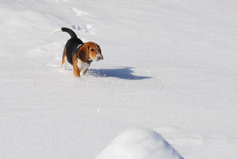 Dog beagle running in winter snow royalty free stock photos