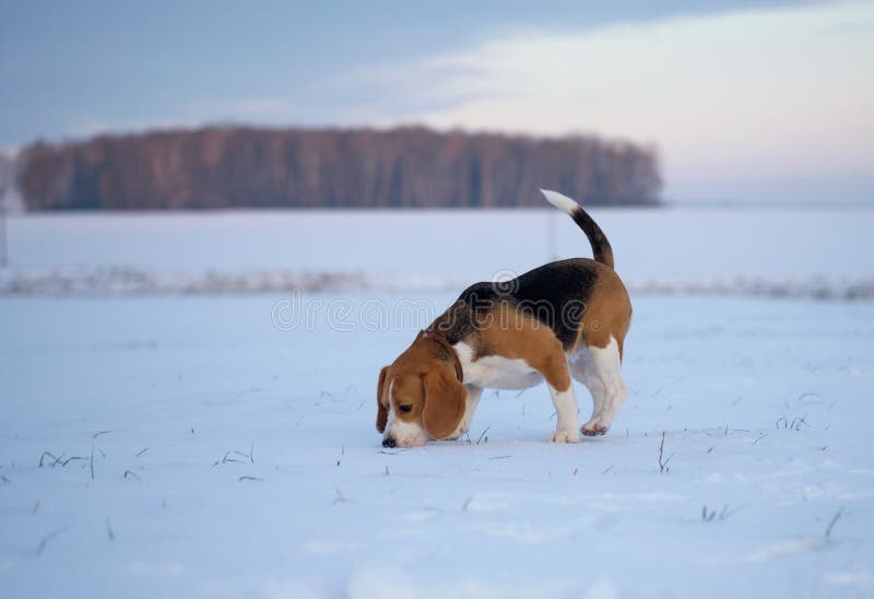 a beagle m nem fog fogyni mitől indul be a fogyás