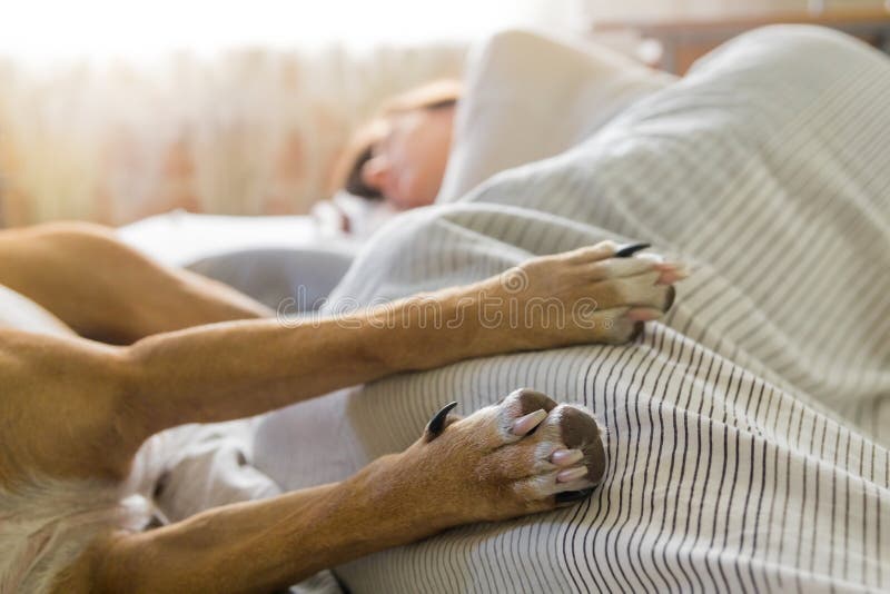 Dog in bed with human. stock images