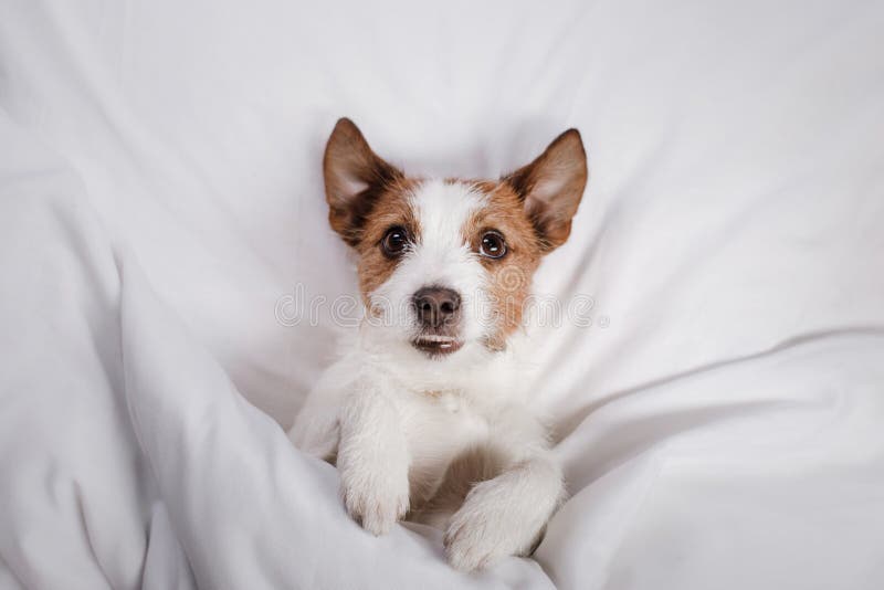 Dog in Bed. Jack Russell Terrier Stock Photo Image of cute, sleeping