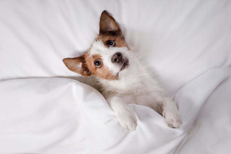 Dog in Bed. Jack Russell Terrier Stock Image Image of sleep, sheet