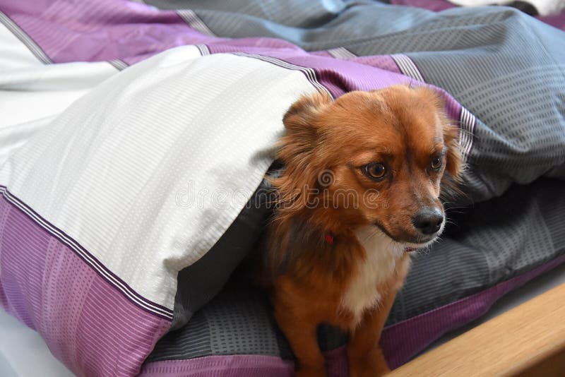 477 Dog Not Allowed Stock Photos Free & RoyaltyFree Stock Photos