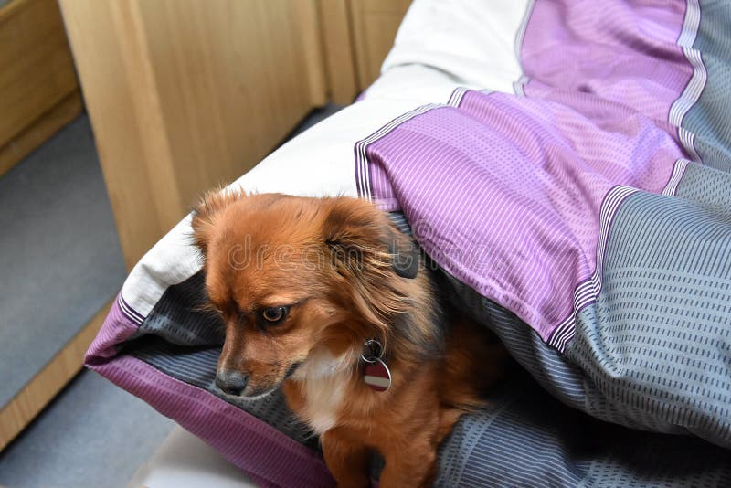 Dog in Bed Though it is Not Allowed Stock Image Image of watch
