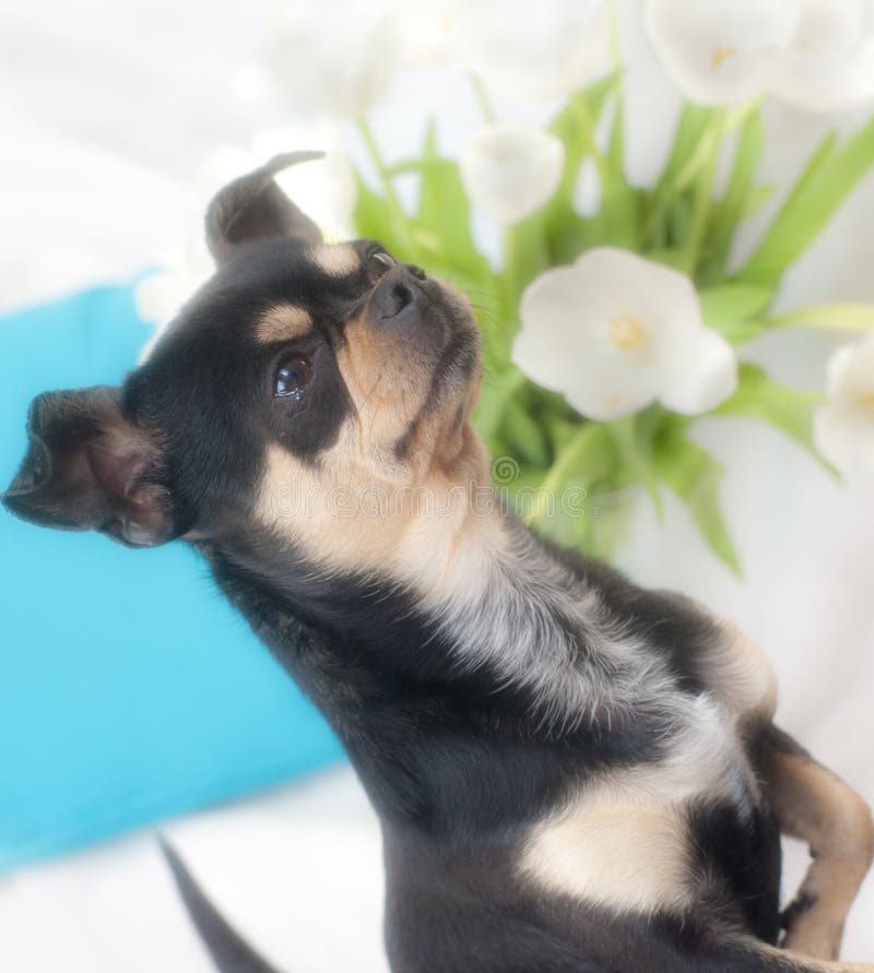 Dog begging stock photo. Image of beauty, friend, funny 14039332