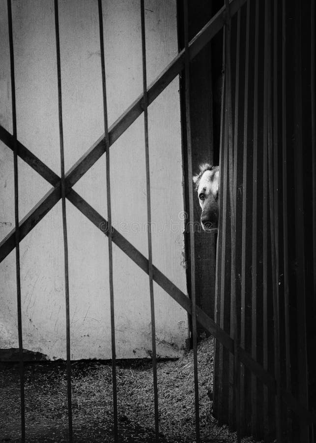 Dog behind bars, looking eyes royalty free stock photo Dog behind bars, looking eyes royalty free stock photo