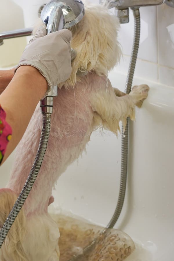 Dog Being Bathed Stock Photos Free & RoyaltyFree Stock Photos from
