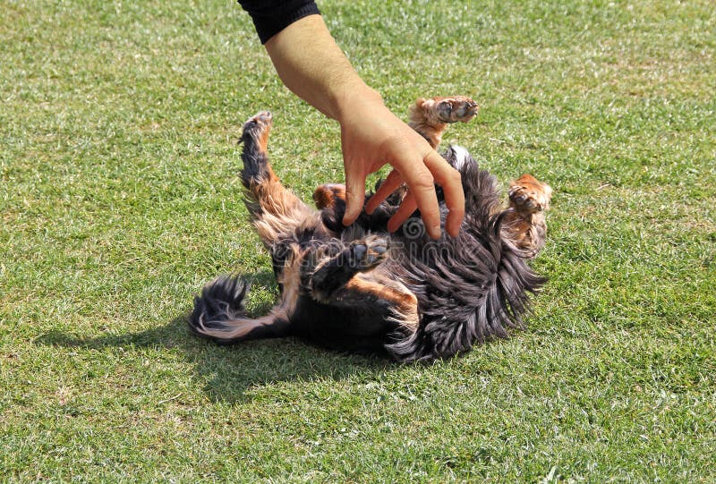 Dog being tickled