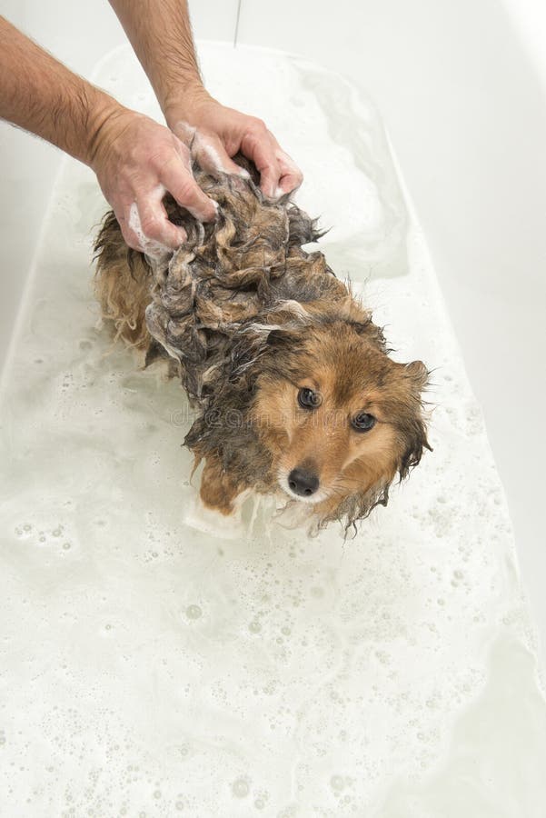 Dog Being Washed with Soap by a Groomer in a White Bathroom in a